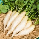 100 Seeds Radish "White Ice Icicle" Seedsnon Gmo Heirloom Fresh Garden