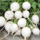 100 Seeds Radish "Hailstone" Non Gmo Seeds Heirloom Fresh Garden