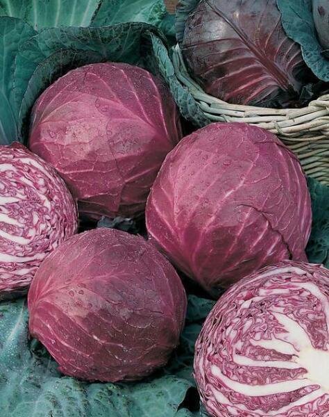 100 Cabbage Red Acre Seeds Herbs Fresh Garden