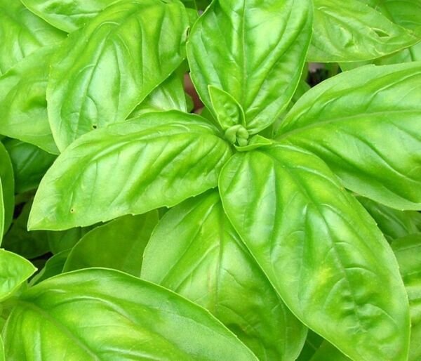 150 Italian Large Leaf Basil 150 Seeds Herb Non Gmo Fresh Garden