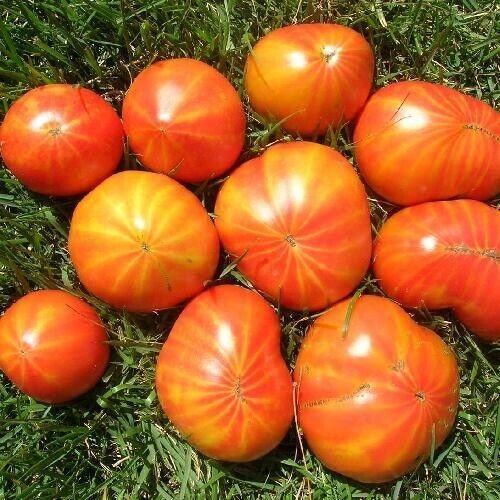 Mr. Stripey Tomato Seeds 25 Ct Vegetable Heirloom Non Gmo Indeterminate Fresh Garden