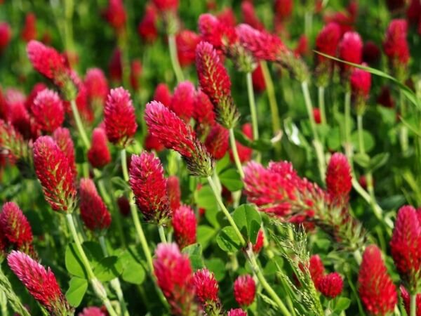 Crimson Clover Seeds 250+ Red Flower Trifolium Incarnatum Annual Fresh Garden