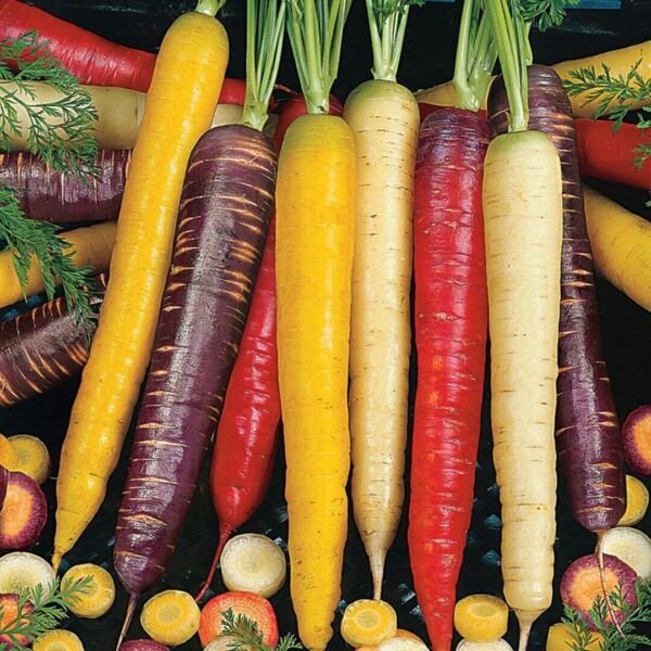 Rainbow Blend Carrot Seeds 500+ Vegetable Mixture Non Gmo Fresh Garden