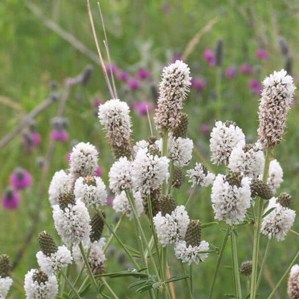 White Prairie Clover Seeds 250+ Native Wildflower Perennial Fresh Garden