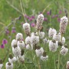 White Prairie Clover Seeds 250+ Native Wildflower Perennial Fresh Garden