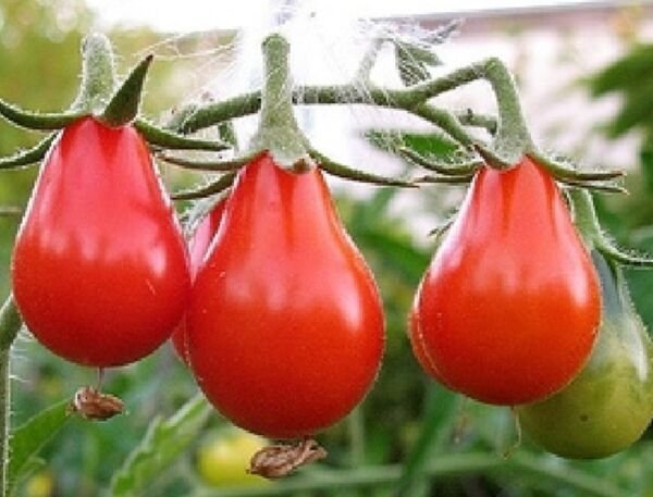 Red Pear Tomato Seeds 100 Ct Vegetable Heirloom Non Gmo Fresh Garden