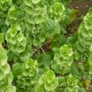 Bells Of Ireland Seeds 150+ Green Flower Moluccella Laevis Fresh Garden
