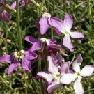 Evening Scented Stock Seeds 500+ Flower Mathhiola Longipetala Fresh Garden