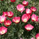 Carmine King California Poppy Seeds 250+ Flower Eschscholzia Californica Fresh Garden