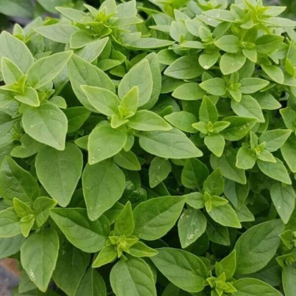 Dwarf Greek Basil Seeds 300+ Herb Culinary Cooking Non Gmo Fresh Garden
