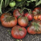 Black Brandywine Tomato Seeds 50 Ct Vegetable Heirloom Non Gmo Fresh Garden