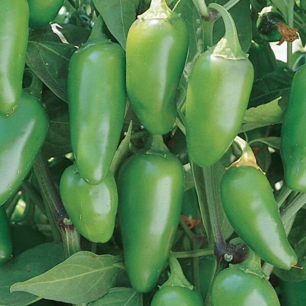 Jalapeno Early Hot Pepper Seeds 50+ Vegetable Non Gmo Heirloom Fresh Garden