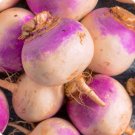 Laurentain Rutabaga Seeds 300+ Vegetable Brassica Napus Non Gmo Fresh Garden