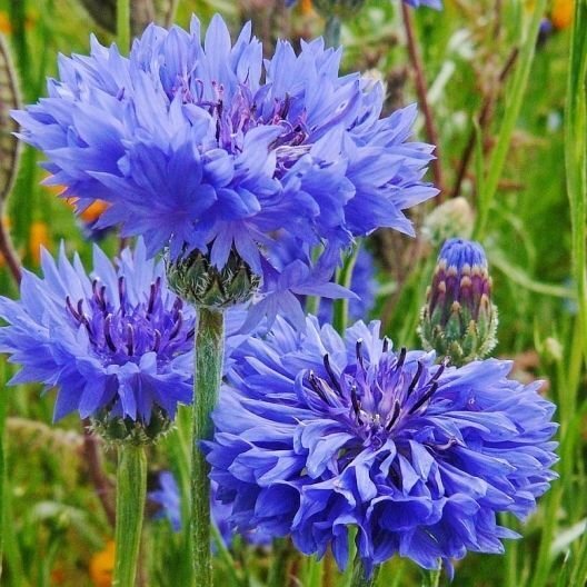 Tall Blue Cornflower Bachelor Button Seeds 200+ Flower Centaurea Cyanus Fresh Garden