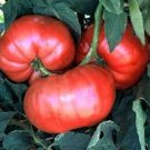 Giant Belgium Pink Tomato Seeds 50 Ct Vegetable Heirloom Non Gmo Fresh Garden