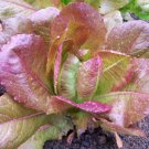 Rouge D'Hiver Lettuce Seeds 600+ French Romaine Vegetable Non Gmo Fresh Garden
