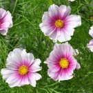 Cosmos Daydream Seeds 100 Ct Flower Butterflies Fresh Garden
