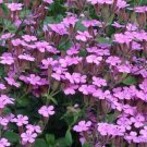 Soapwort Seeds 200+ Saponaria Ocymoides Pink Wildflower Fresh Garden