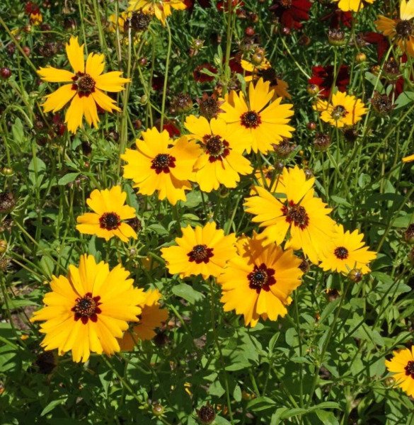 Golden Wave Tickseed Seeds 200+ Coreopsis Basalis Annual Flower Fresh Garden