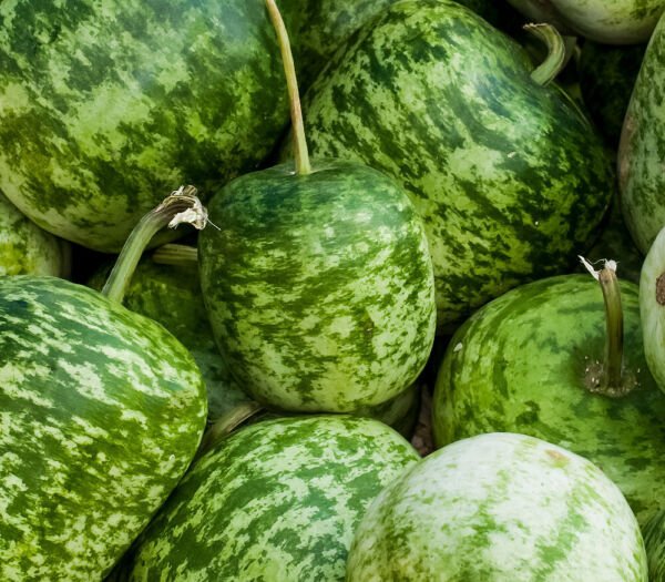 Apple Gourd Seeds 10 Ct Small Pepo Bottle Heirloom Craft Non Gmo Fresh Garden