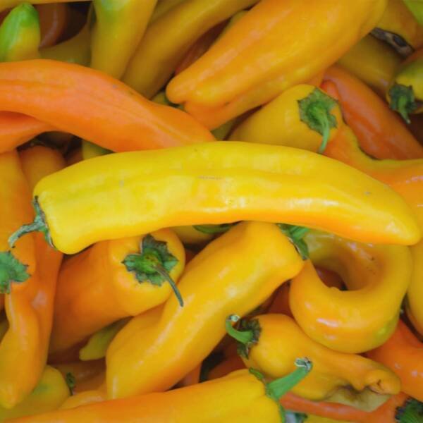 Corno Di Toro Giallo Pepper Seeds 30+ Yellow Italian Sweet Rare Fresh Garden