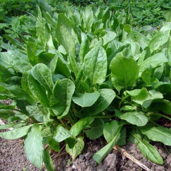Sorrel Seeds 300+ Broadleaf Herb Heirloom Perennial Non Gmo Fresh Garden