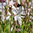 Gaura Lindheimeri Seeds 25+White Flower Wildflower Perrenial Fresh Garden