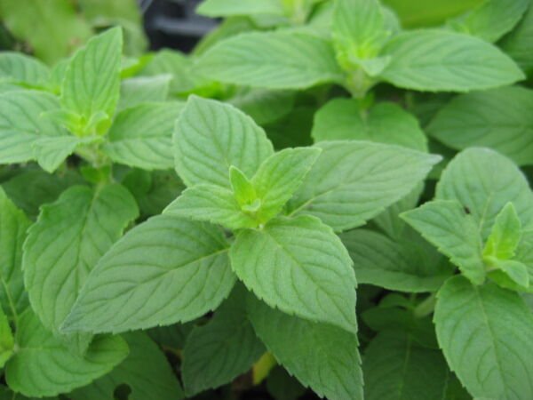 Lemon Mint Seeds 500+ Monarda Citriodora Herb Heirloom Annual Fresh Garden