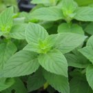 Lemon Mint Seeds 500+ Monarda Citriodora Herb Heirloom Annual Fresh Garden