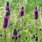 Purple Prairie Clover Seeds 250+ Native Wildflower Perennial Fresh Garden
