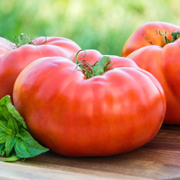 Red Brandywine Tomato Seeds 100 Ct Vegetable Heirloom Non Gmo Fresh Garden