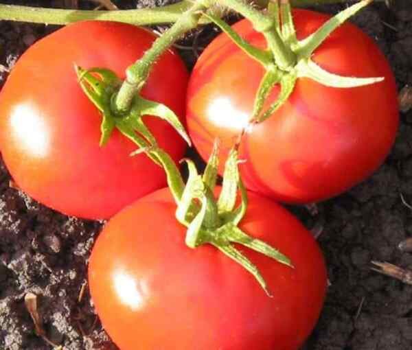 New Yorker Tomato Seeds 50 Ct Vegetable Heirloom Non Gmo Fresh Garden