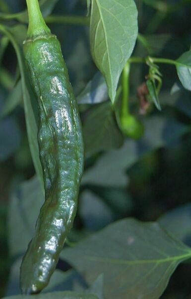 Pasilla Bajio Hot Pepper Seeds 50+ Vegetable Non Gmo Heirloom Fresh Garden