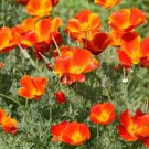 Mikado California Poppy Seeds 250+ Flower Eschscholzi Californica Fresh Garden