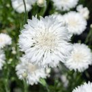 Tall White Bachelor Button Cornflower Seeds 200+ Flower Fresh Garden