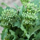 Broccoli Raab Seeds 600+ Spring Rapini Vegetable Non Gmo Heirloom Fresh Garden