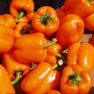 Coral Bell Orange Sweet Pepper Seeds 25+ Non Gmo Vegetable Fresh Garden