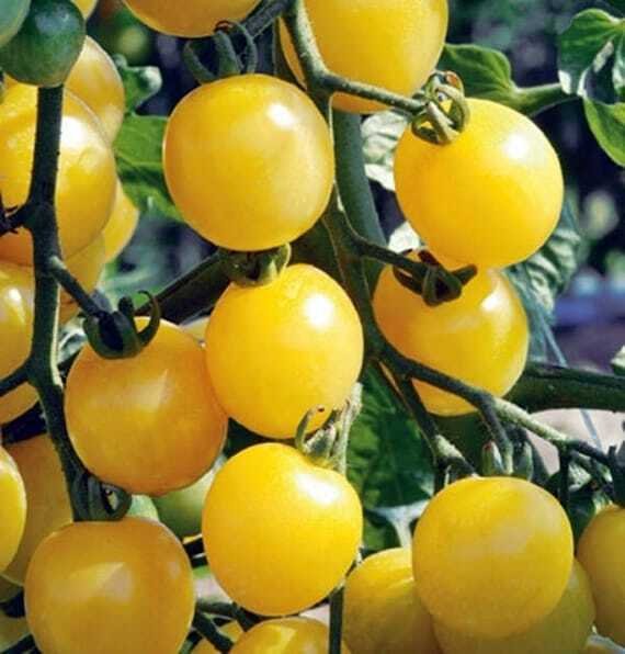 White Cherry Tomato Seeds 25 Ct Vegetable Heirloom Non Gmo Fresh Garden
