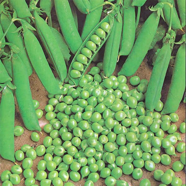 Green Arrow Pea Seeds 25 Ct Pod Peas Vegetable Heirloom Non Gmo Fresh Garden