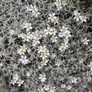 Snow In Summer Seeds 300+ Cerastium Flower Groundcover Perrenial Fresh Garden