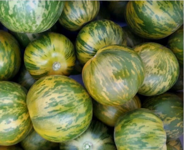 Green Zebra Tomato Seeds 30 Ct Vegetable Heirloom Non Gmo Fresh Garden