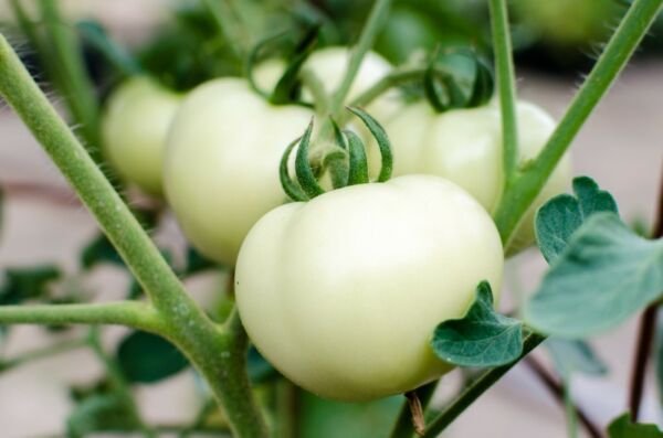Great White Tomato Seeds 30 Ct White Beefsteak Vegetable Non Gmo Fresh Garden