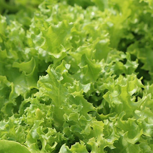 Tango Leaf Lettuce Seeds 600+ Vegetable Heirloom Non Gmo Fresh Garden