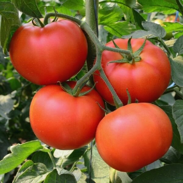 Homestead Tomato Seeds 100 Ct Vegetable Heirloom Non Gmo Fresh Garden
