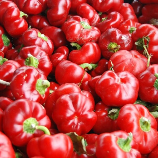 Sweet Pimento L Pepper Seeds 25+ Mild Bell Vegetable Annual Fresh Garden