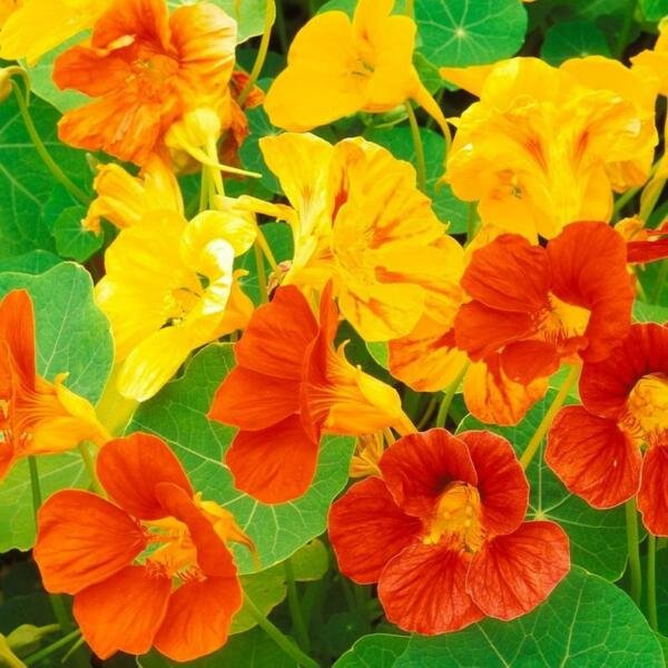 Nasturtium Dwarf Jewel Mix Seeds 30 Ct Tropaeolum Flower Edible Annual