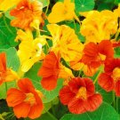 Nasturtium Dwarf Jewel Mix Seeds 30 Ct Tropaeolum Flower Edible Annual Fresh Garden