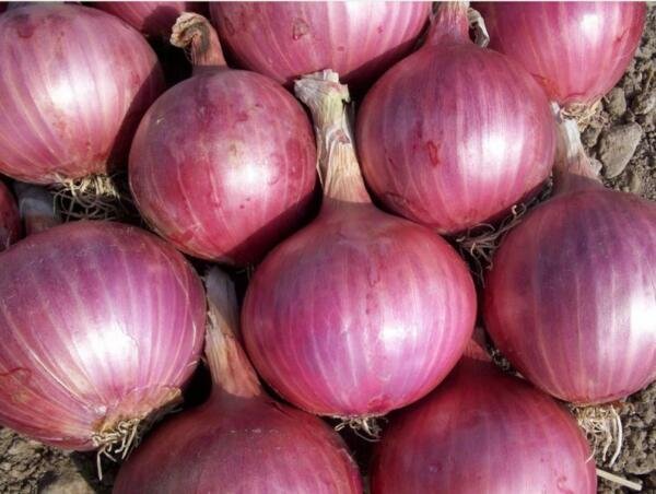 Red Burgundy Onion Seeds 200+ Vegetable Heirloom Non Gmo Fresh Garden