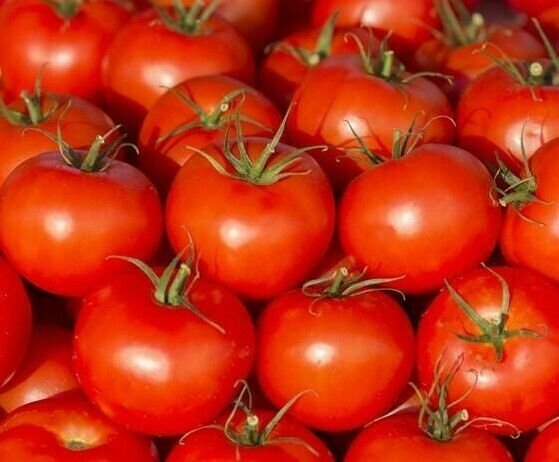 Ace 55 Tomato Seeds 100 Ct Vegetable Heirloom Non Gmo Fresh Garden