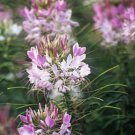 Cleome Spider Plant Flower Seeds 100+ Annual Pink White Blossoms Fresh Garden